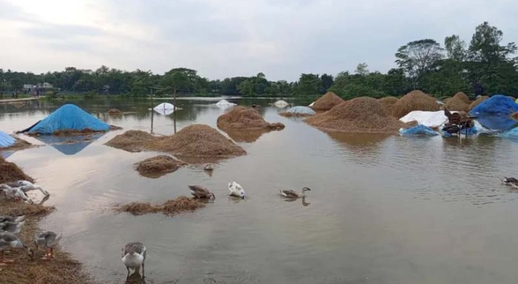 হবিগঞ্জে নদীর বাঁধ ভেঙে হাওরে পানি, তলিয়ে যাচ্ছে ধান